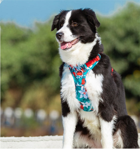 How to Choose the Right Dog Collar or Harness 🐶