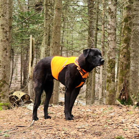 Reflective Safety Vest for Dogs: Why Every Owner Needs One After Dark