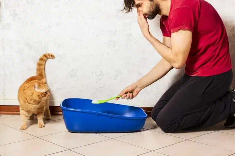How to Deal with Cat Litter Smell