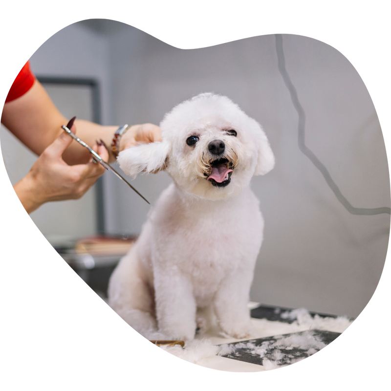 Grooming & Care