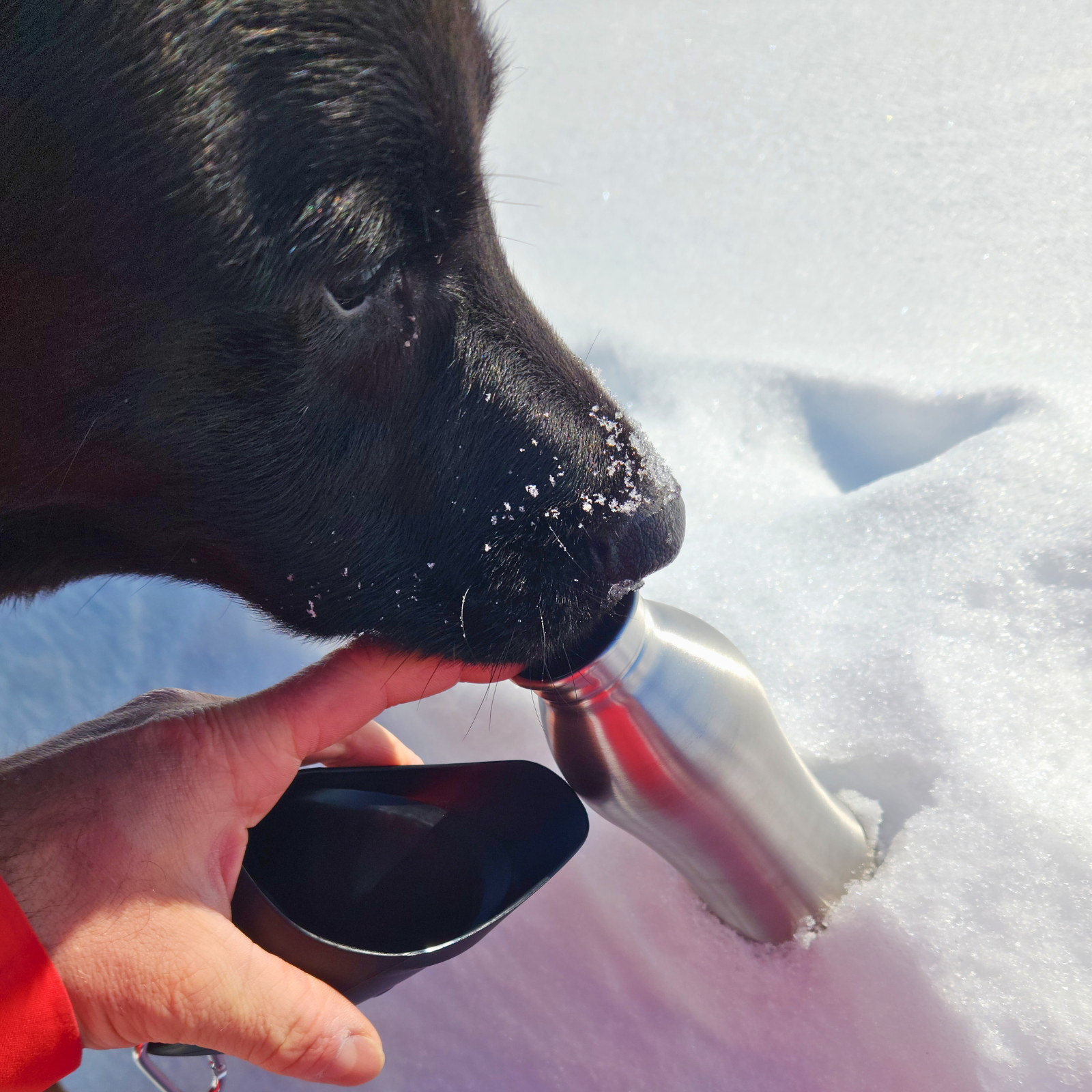 Gourde pour chien en acier inoxydable, idéale pour les voyages, avec gobelet intégré.