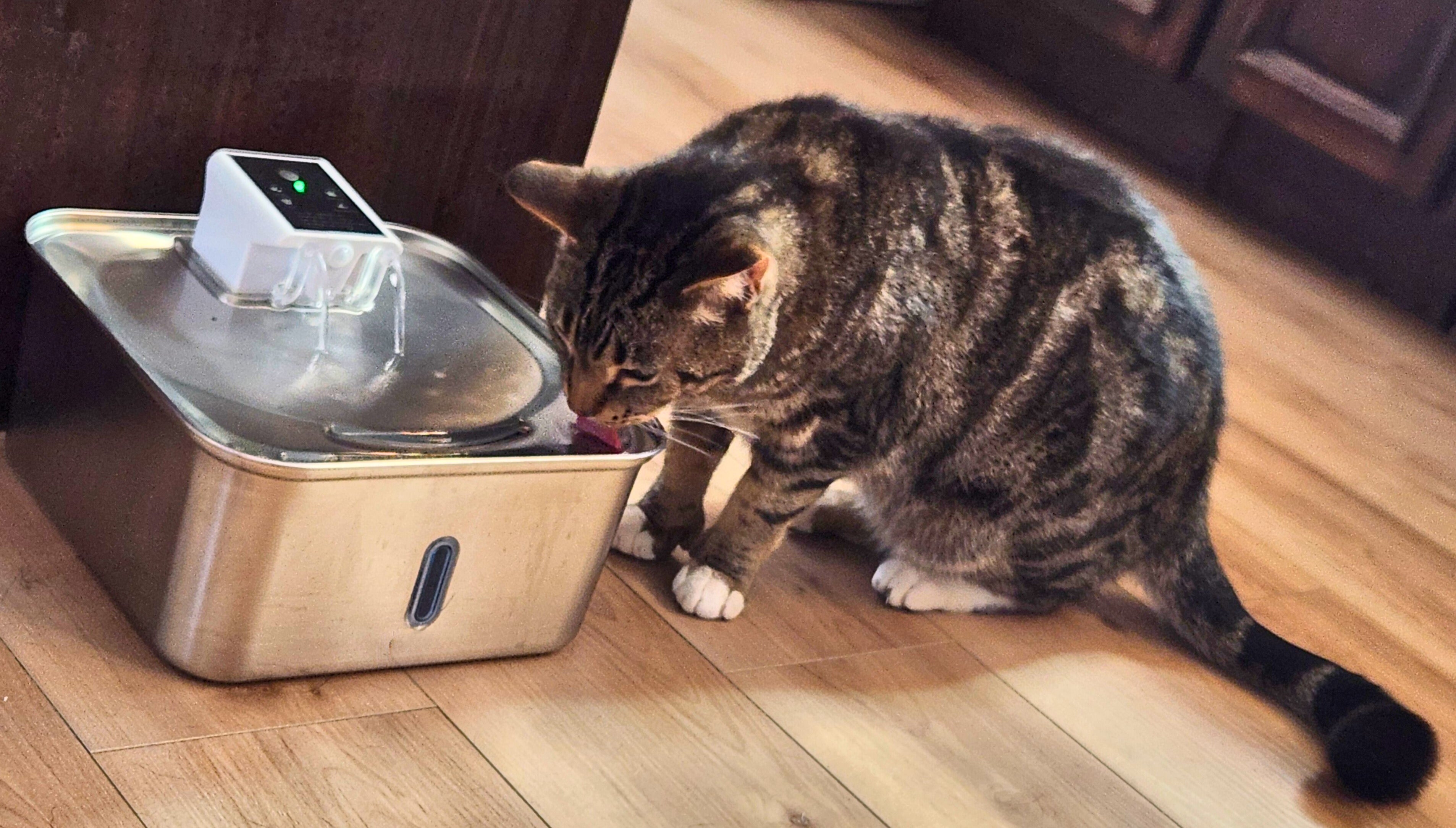 Fontaine à eau intelligente pour animaux de compagnie en acier inoxydable de 7 L, activée par le mouvement