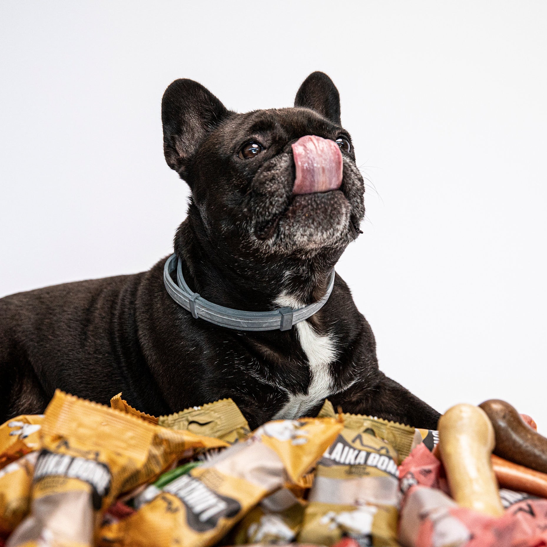 Friandises de qualité supérieure sans lactose au fromage et au saumon (BOÎTE)