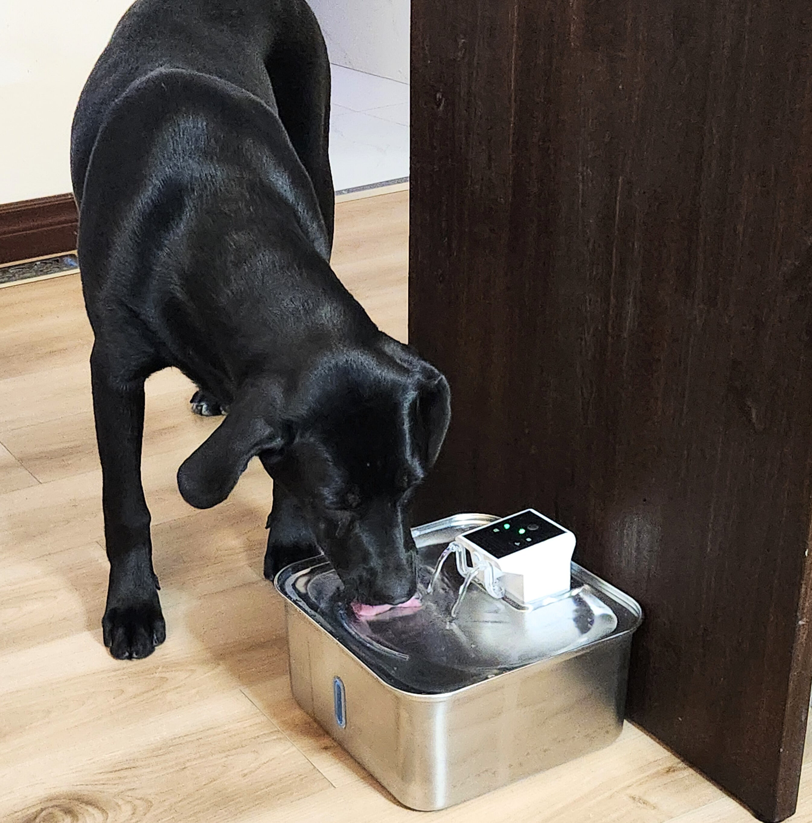 Fontaine à eau intelligente pour animaux de compagnie en acier inoxydable de 7 L, activée par le mouvement