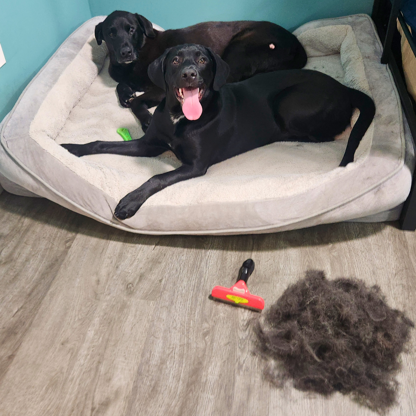 Brosse de démêlage professionnelle pour chiens et chats 