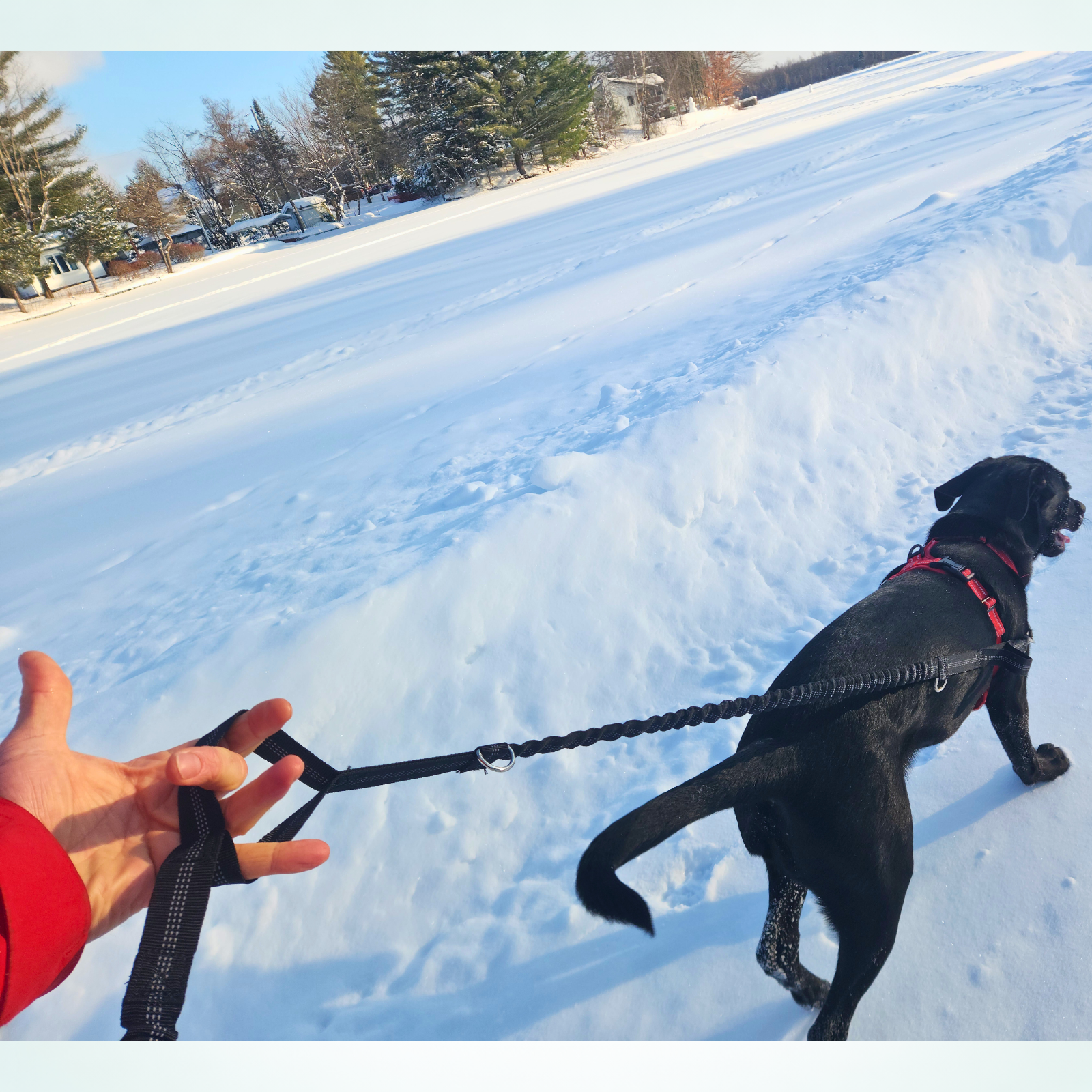 Sac banane tout-en-un pour promener et dresser son chien en mains libres 