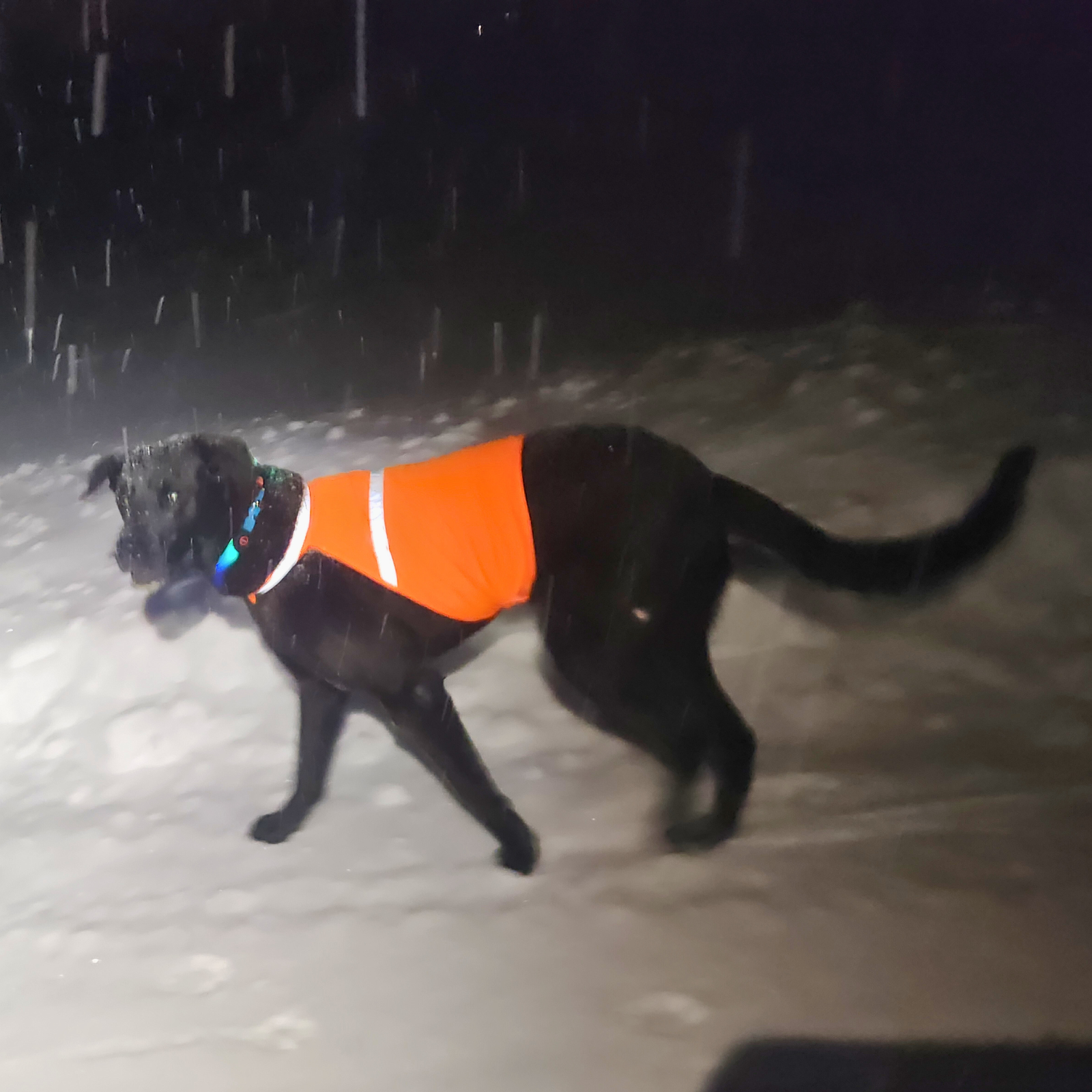 Gilet de sécurité réfléchissant pour chiens