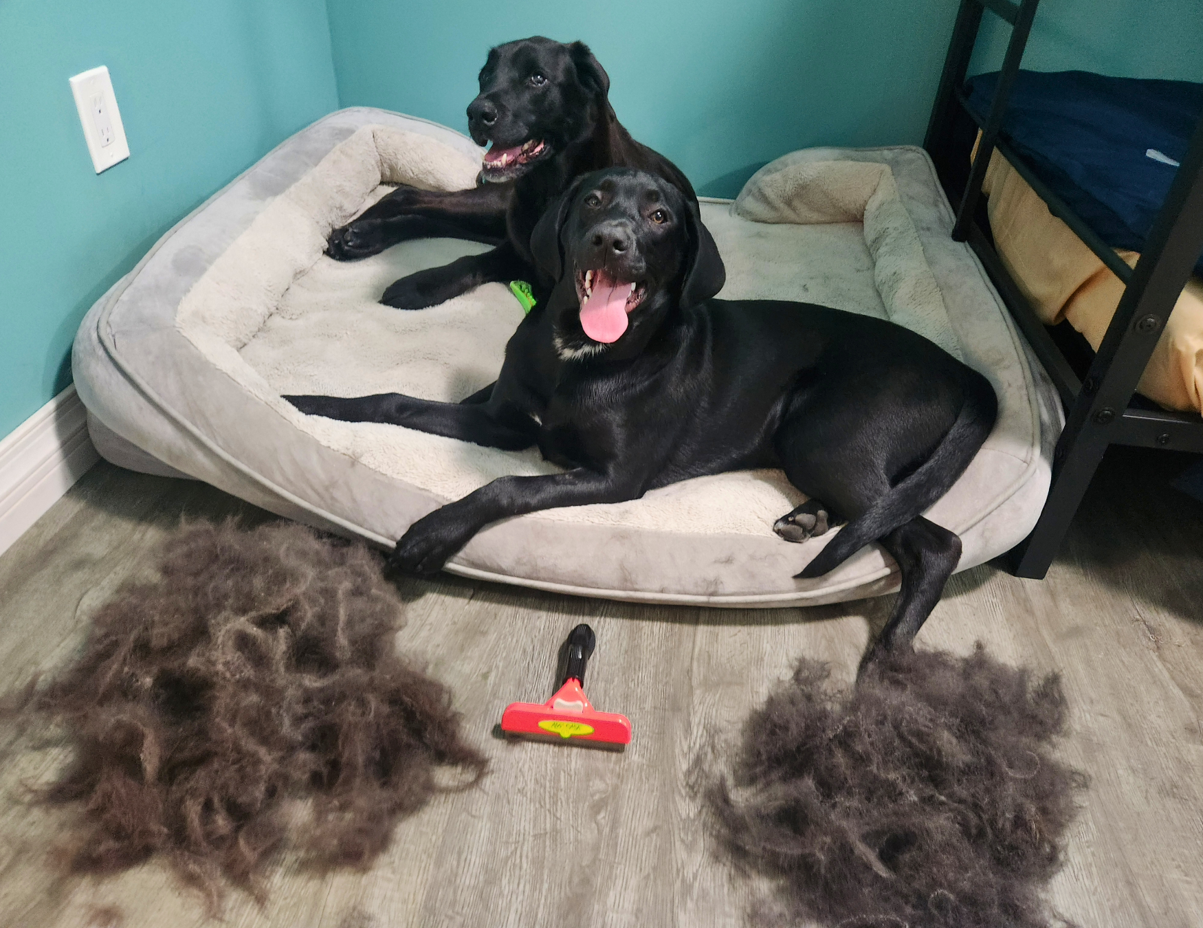 Brosse de démêlage professionnelle pour chiens et chats 