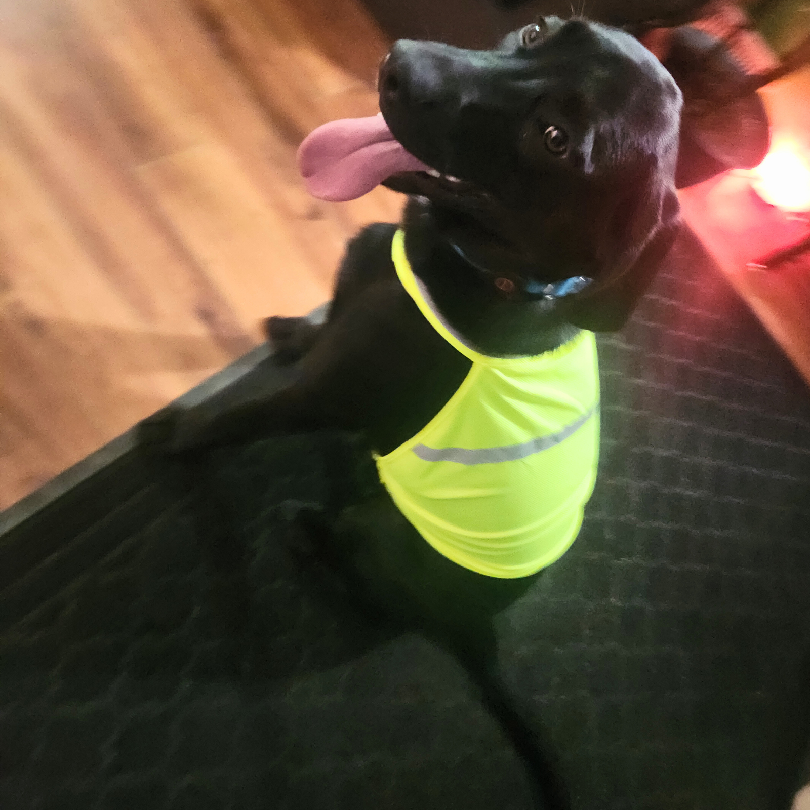 Gilet de sécurité réfléchissant pour chiens