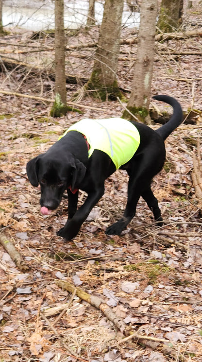 Gilet de sécurité réfléchissant pour chiens
