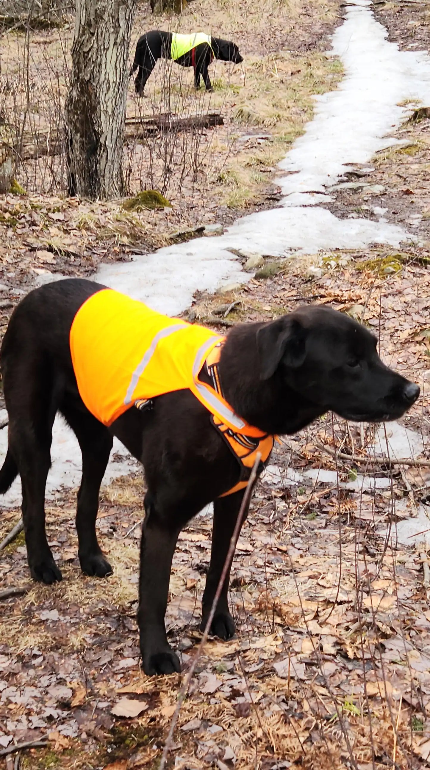 Gilet de sécurité réfléchissant pour chiens