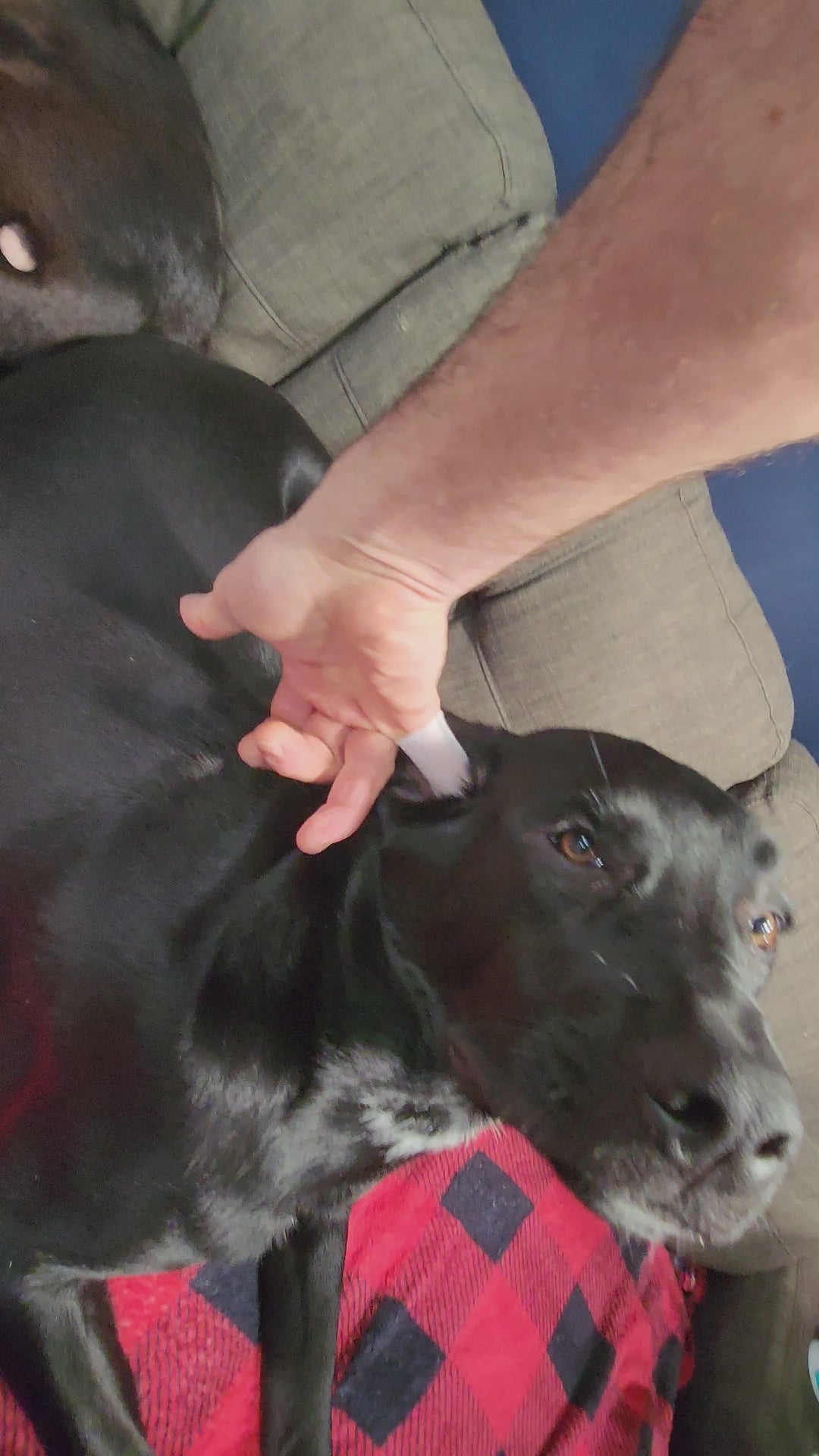 Lingettes pour les oreilles et les dents des chiens et des chats 