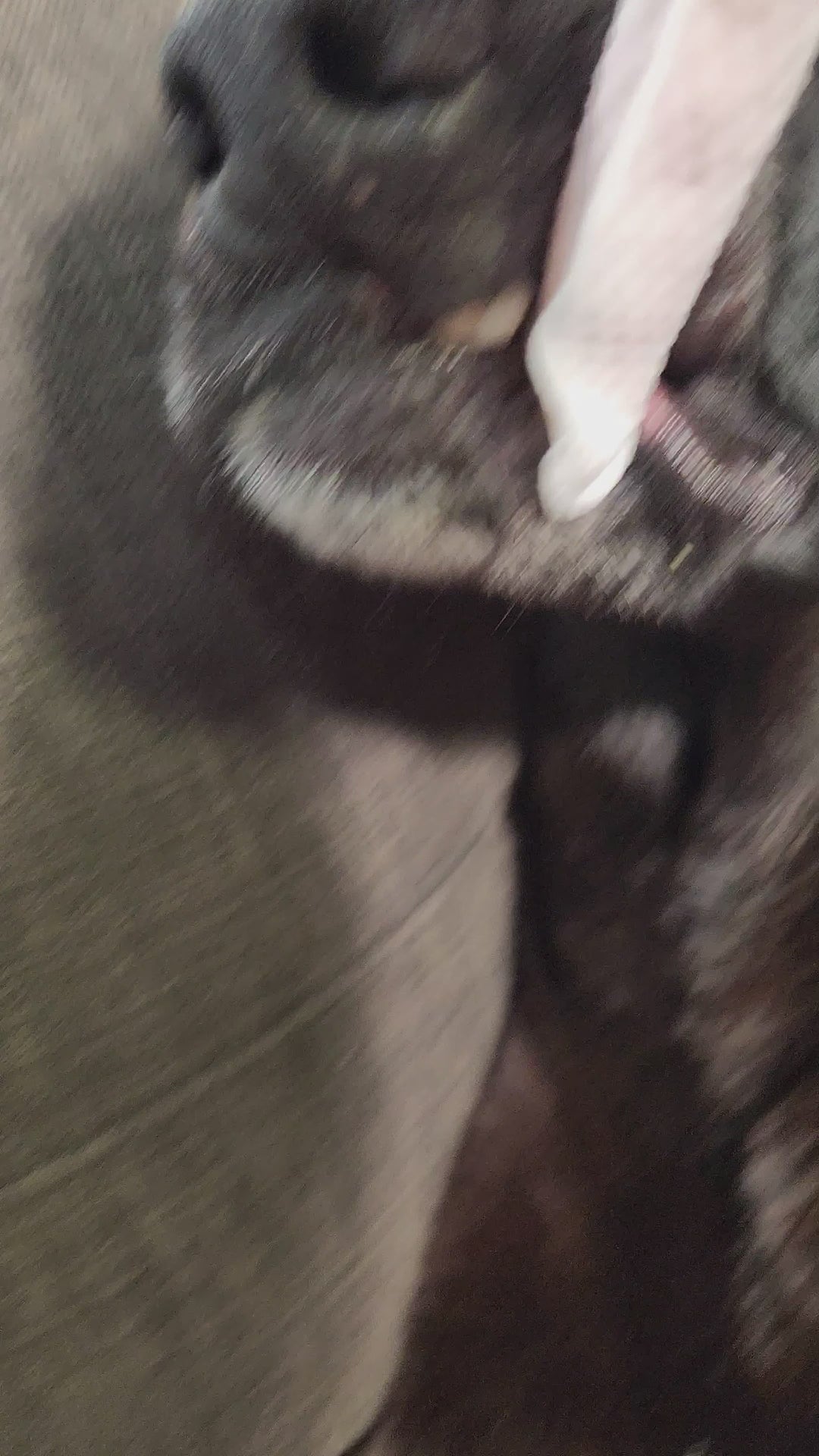 Lingettes pour les oreilles et les dents des chiens et des chats 