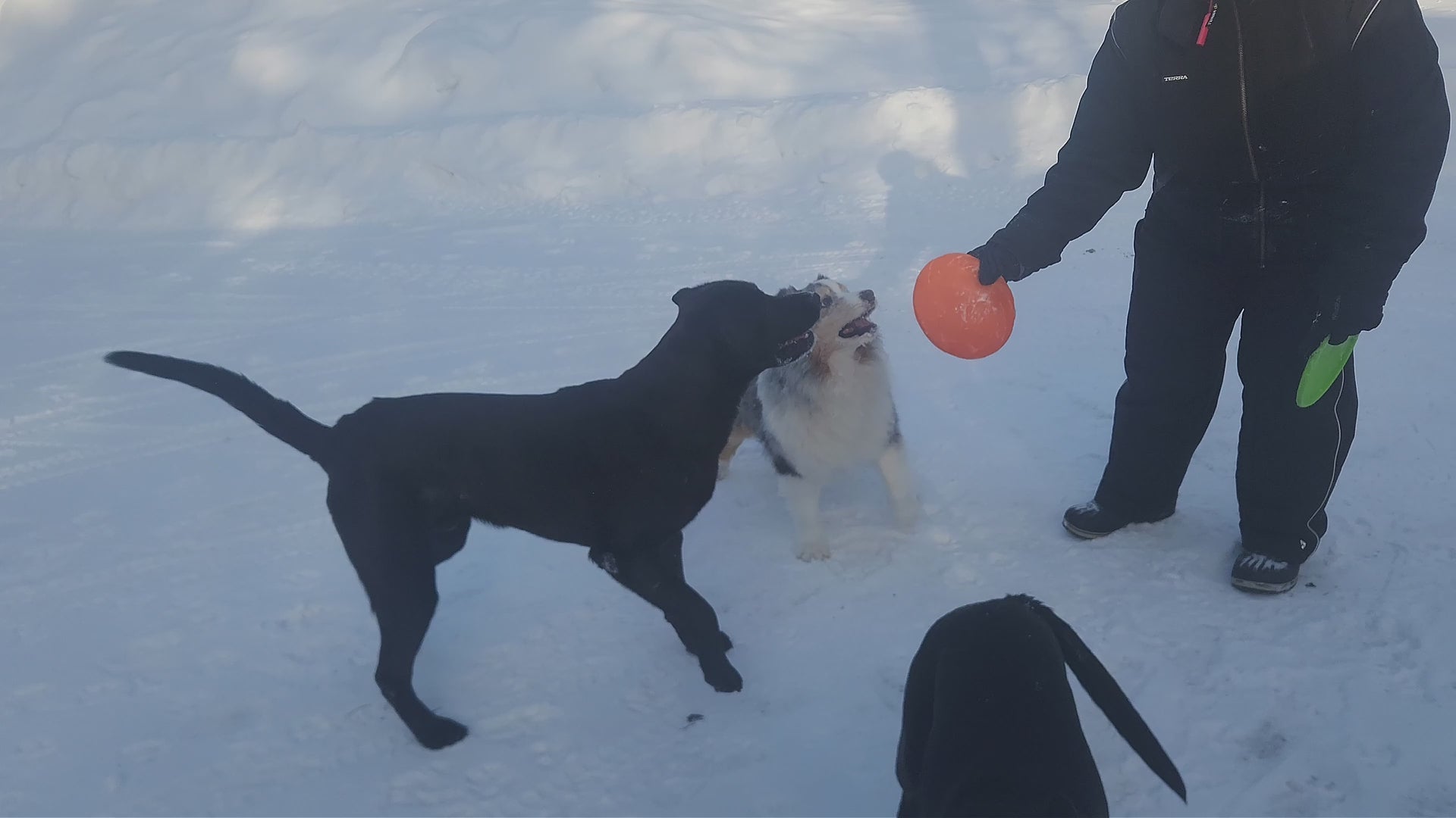 Frisbee pour chien en caoutchouc souple 