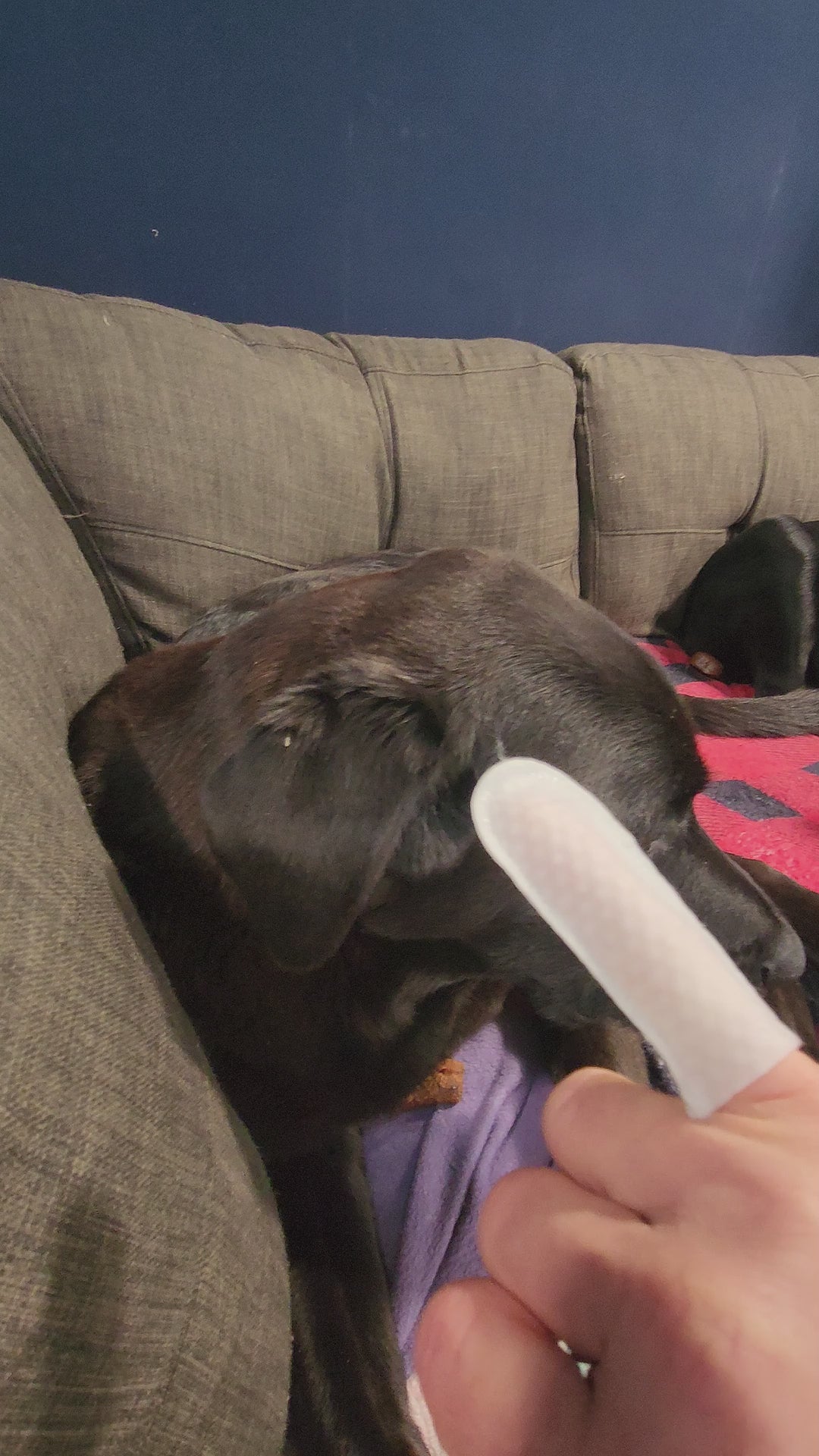 Lingettes pour les oreilles et les dents des chiens et des chats 