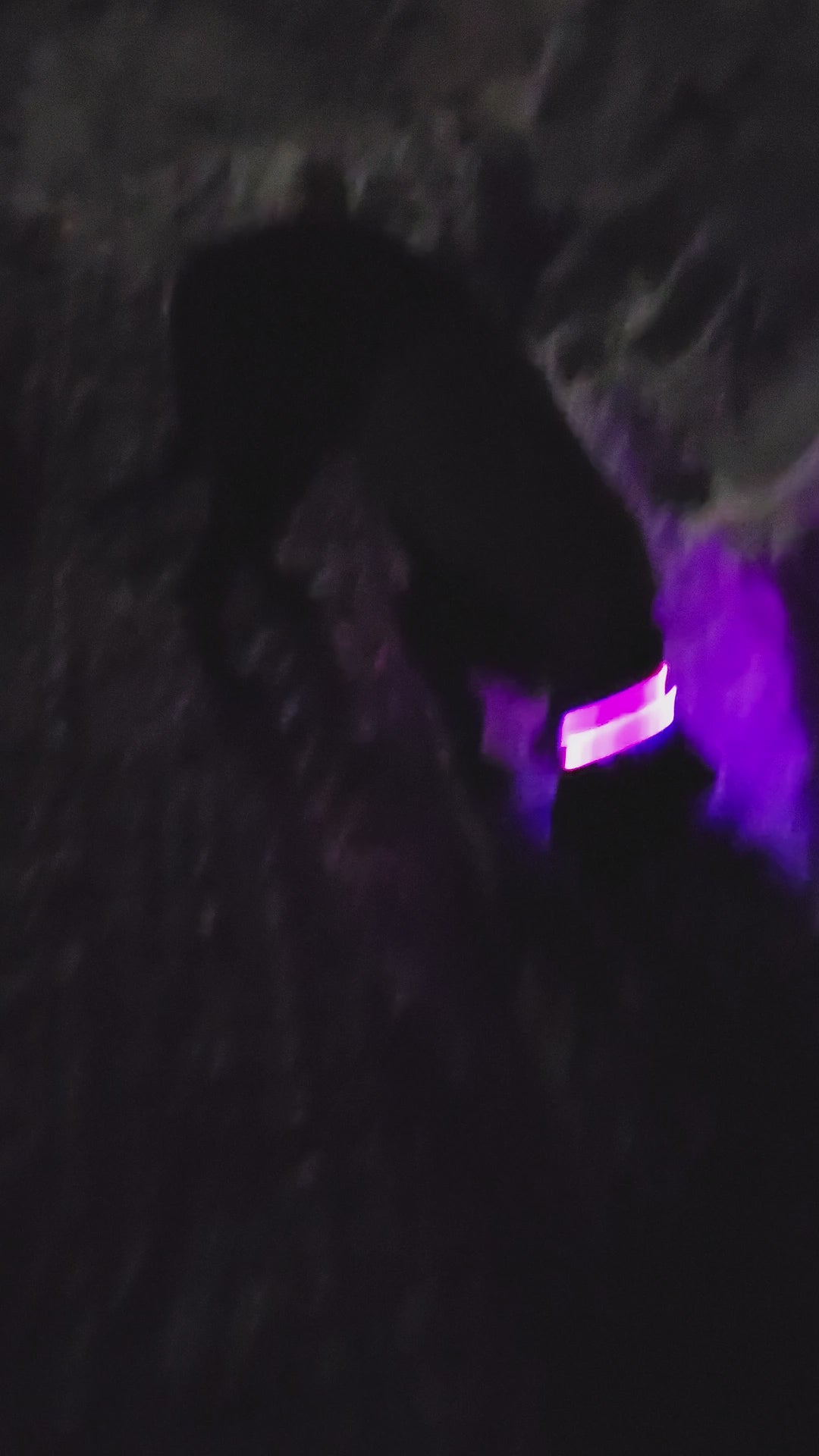 Collier pour chien SafeGlow USB 