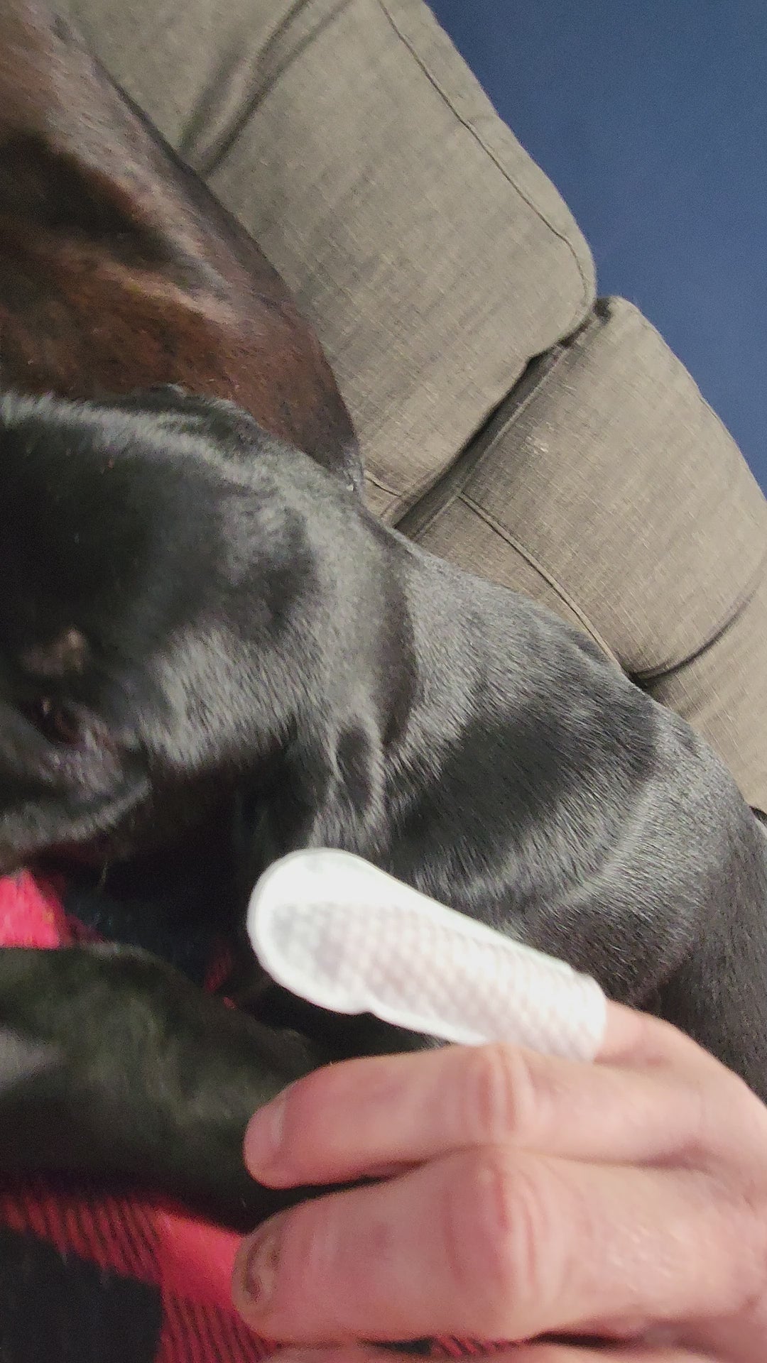 Lingettes pour les oreilles et les dents des chiens et des chats 