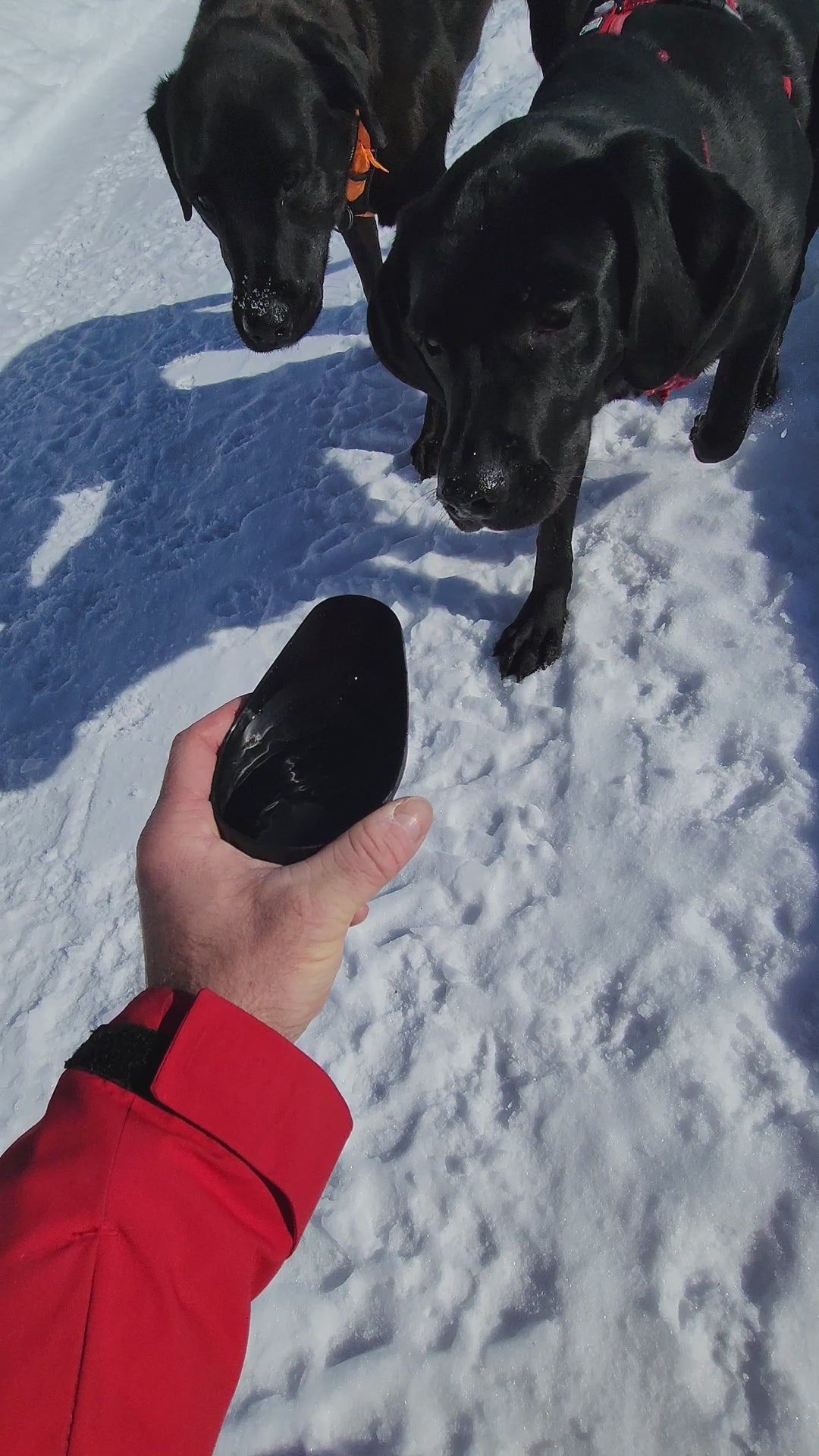 Gourde pour chien en acier inoxydable, idéale pour les voyages, avec gobelet intégré.