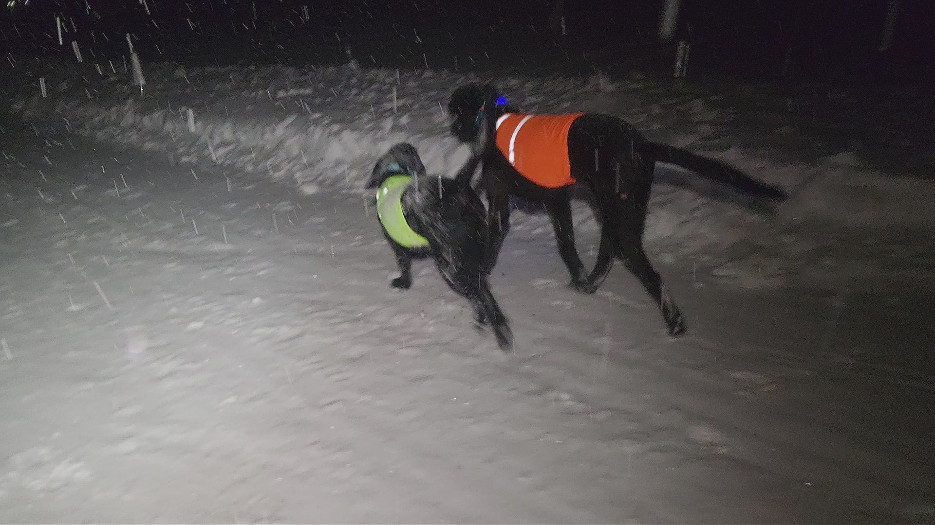 Gilet de sécurité réfléchissant pour chiens