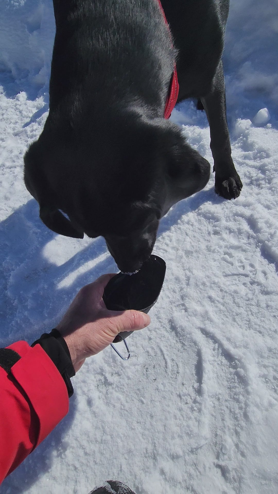 Gourde pour chien en acier inoxydable, idéale pour les voyages, avec gobelet intégré.