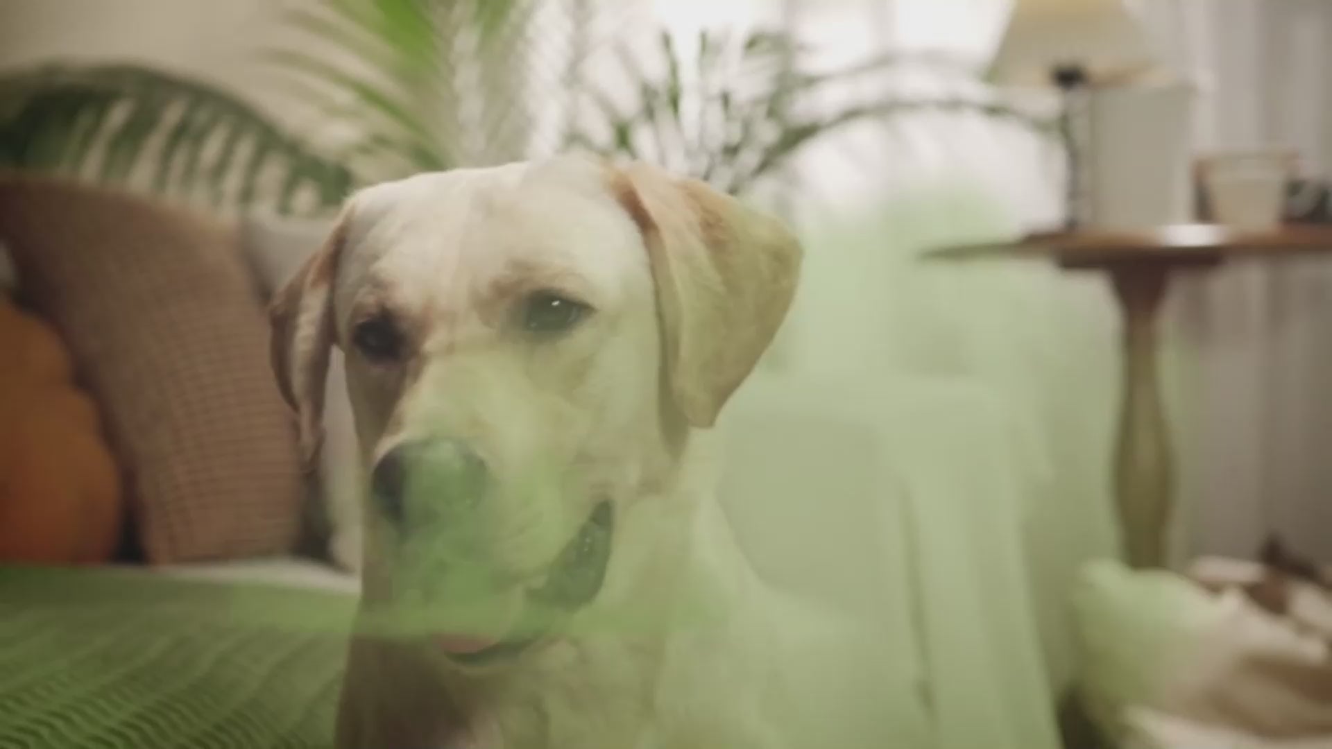 Lingettes pour les oreilles et les dents des chiens et des chats 