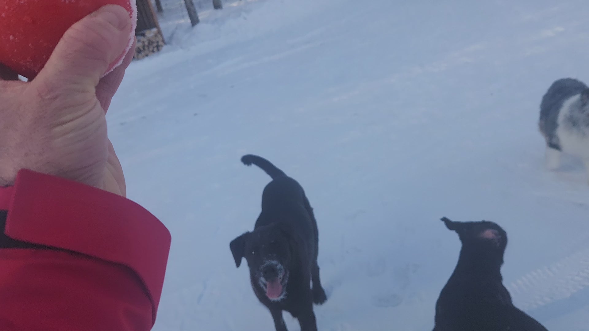 Balle pour chien en caoutchouc solide indestructible 