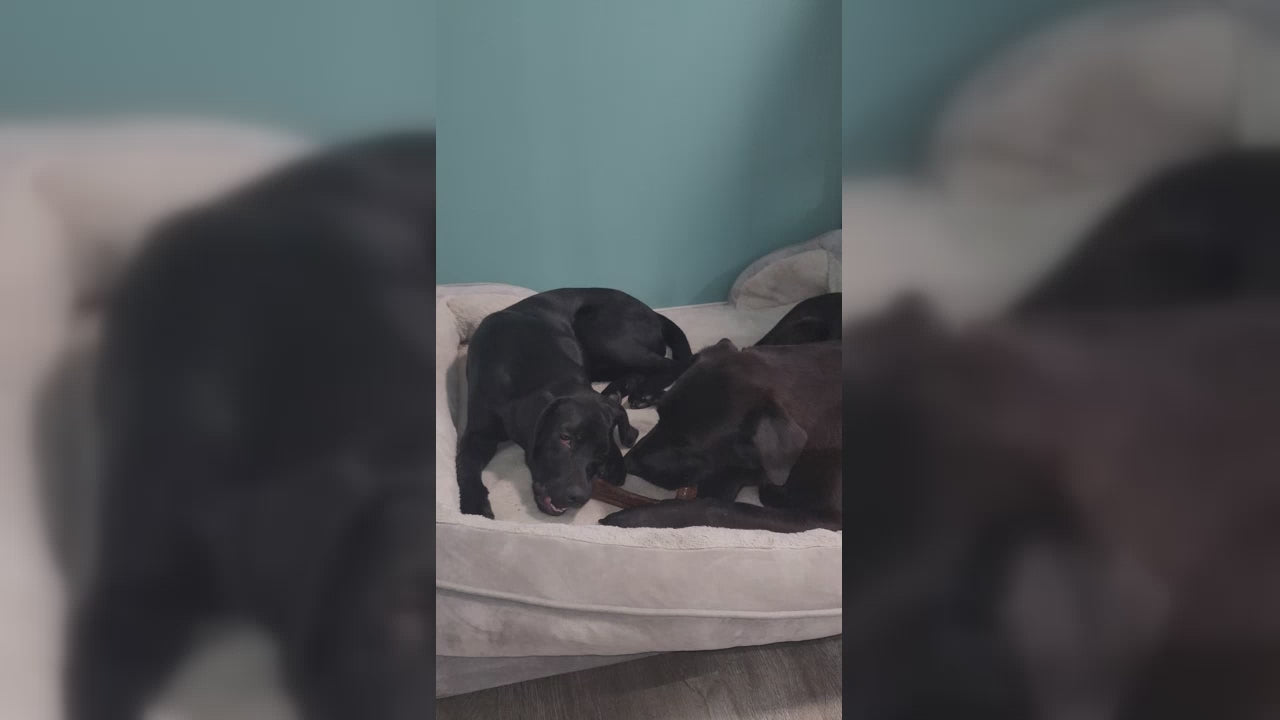 Friandises de qualité supérieure sans lactose au fromage et au poulet (BOÎTE) 